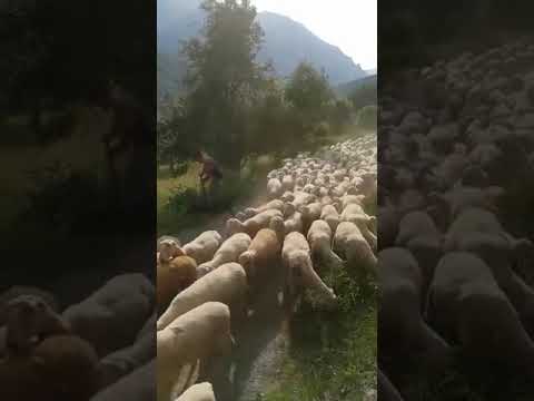 Gregge di 2000 pecore di Davide Marino #transumanza #limonepiemonte