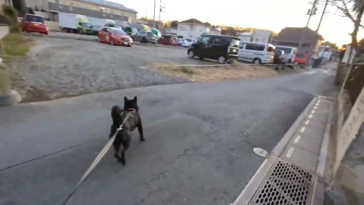 お散歩チェック