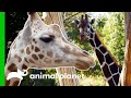 Meet The Beautiful Giraffes Of The Bronx Zoo The Zoo