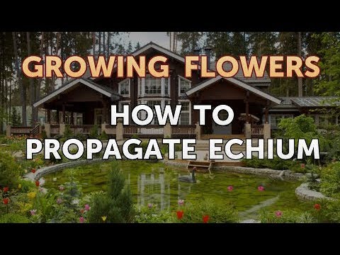 How to Grow Lantana From Saved Seeds