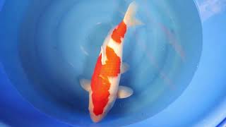 video van Nidan Kohaku 2306012