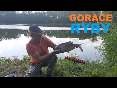 Duże LESZCZE w upał / Połów PŁOCI na Klasyczny feeder