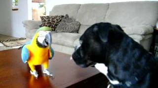 Boxer and bird playing