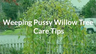 Weeping Pussy Willow Tree Care Tips - See The Plant Nicknamed Cousin Itt