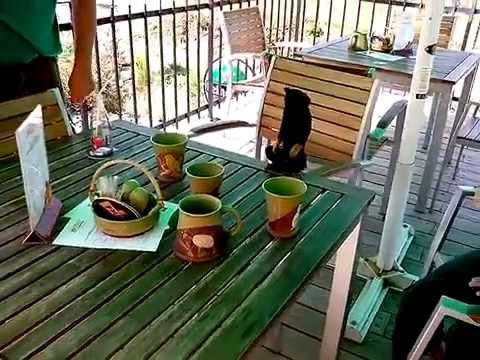 Little monkey examines the dishes on the table.
