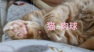 【癒し】『猫の肉球』