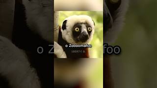 O Zoboomafoo já tem BISNETO