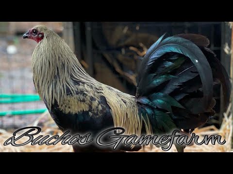 Black Grey Brownred - BUCHOS FARM - North Carolina