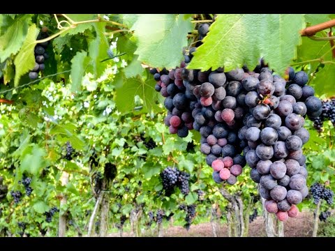 , title : 'Cómo cultivar Uvas para la elaboración de Vino - TvAgro por Juan Gonzalo Angel'