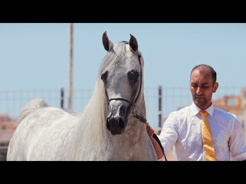 EKS FARAJJ & HARAS ROYAL DE BOUZNIKA - Silver Champion Stallion, MENTON 2023