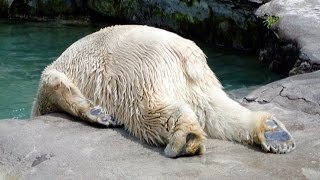 Polar bear on the lash - Russell Howard's Good News: Episode 6 - BBC Two