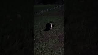 Olha só o que o gato pegou