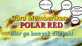 Download lagu How to Use Polar Red for Betta fry (tips and tricks) mp3 Download lagu How to Use Polar Red for Betta fry (tips and tricks) mp3