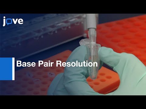 Enhanced Reduced Representation Bisulfite Sequencing-Assessment: DNA Methylation l Protocol Preview