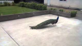 preview picture of video 'Wake-up call from peacock on our patio at 6am'