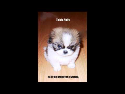 Cavalera Conspiracy -  must kill