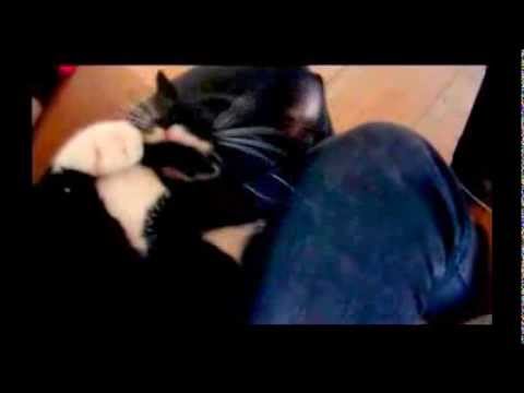 Stalin the kitten loves his tail