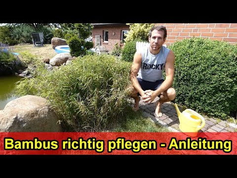 Bambus im Garten Pflege Tipps – Gartenbambus Pflanzen richtig pflegen, düngen, gießen, Standort