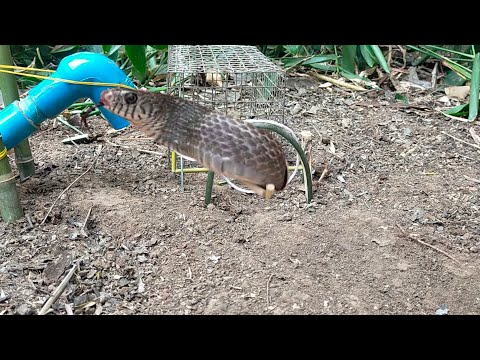 Learn how to build a quick and easy snake trap using a rubber tube, rope and frog