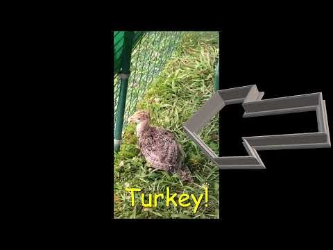 Chicks! Baby turkey's! *Peep! *gobble gobble