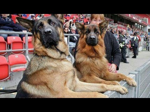 Quand votre chien est trop drôle pour les mots