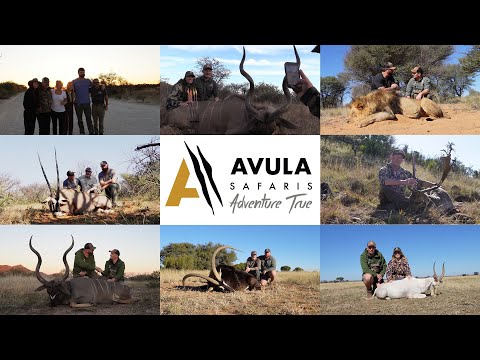 2 Lions, 3 Buffalo and 52 Plains Game with Avula Safaris