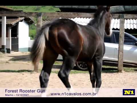 Forest Rooster Gun - potro cara branca a venda filho de MJ ROOSTERS GUN
