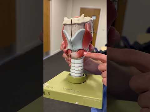 The innervation of the larynx! #mbbs #medical #clinicalanatomy #anatomy #doctor #nervesupply