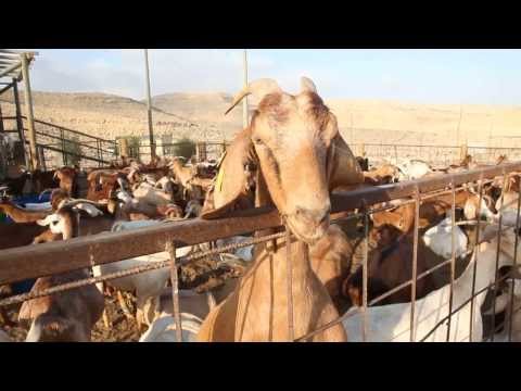 תמונות חוות נאות