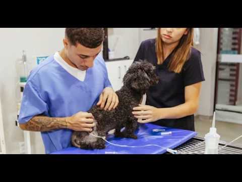 Morazán: Campaña de esterilización canina y felina beneficia