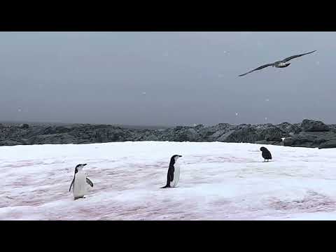 Trip 2022 Vlog: February 25 (Antarctica)