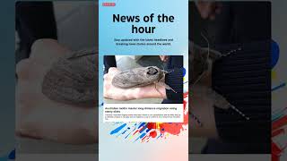 Download lagu Breaking News: Australian moths master long-distance migration using starry skies #australian mp3