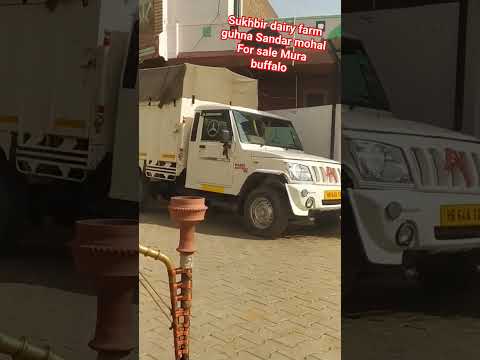 #sukhbir #daily #farm#guhna #village