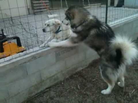 Qilak & la voisine - fev 2012 - 11 mois