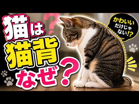 猫が猫背なのはなぜ？背中が丸い本当の理由