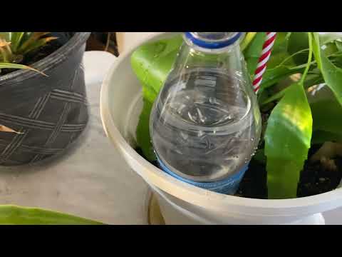 Watering Plants On Vacation