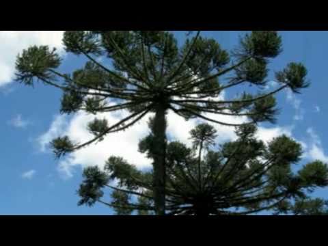 Cristo É Como O Sol De Manhãzinha video