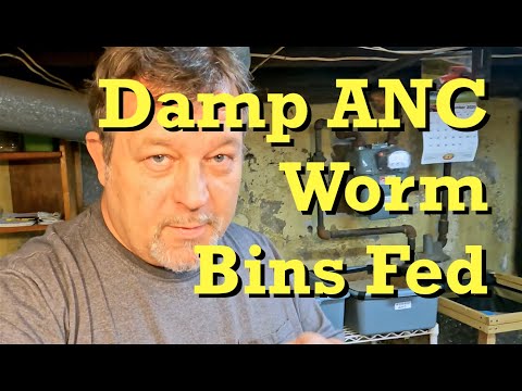 Damp ANC worm bins are fed... but left to stay fairly wet - vermicomposting