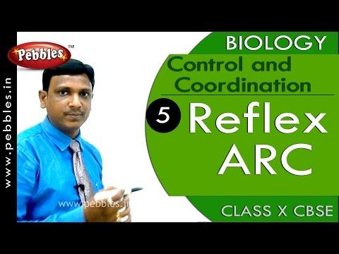 Reflex ARC | Control and Coordination | Biology | CBSE Class 10 Science