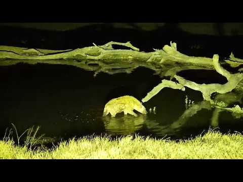 Djuma: Lone Hyena gets a quick sip and dip - 18:13 - 06/30/19