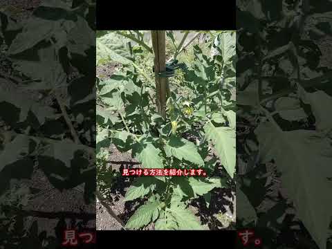 トマトの前に何を植えますか？緑の肥料と必需品のカトラリーに注目してください。  庭園