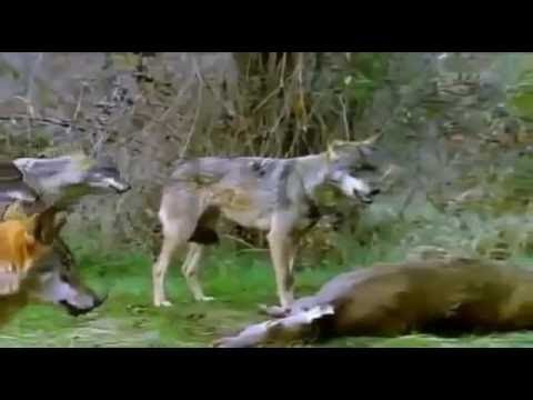 Die Wölfe - Dokumentation 2017 Deutsch DOKU
