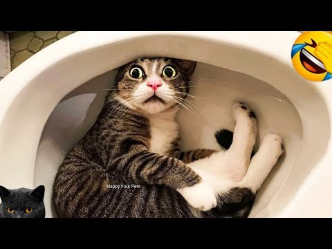 Nouvelles vidéos les plus drôles de chats et de chiens2025 essayez de ne pas rire