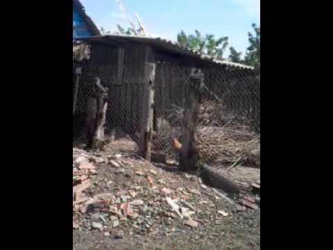 Jaga satu nou-confruntarea saulin cu iogenia