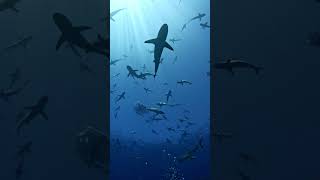 GoPro | Surrounded by Hundreds of Sharks 🎬 Joshua Shankle #Shorts