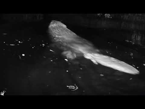 うれしいニュース。500年ぶりにビーバーがポルトガルに帰ってきた！ | カラパイア