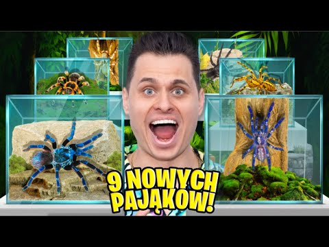 HUGE SPIDER EXHIBITION IN OUR HOUSE! 9 NEW TARANDS!