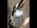 Video 'kookaburra'