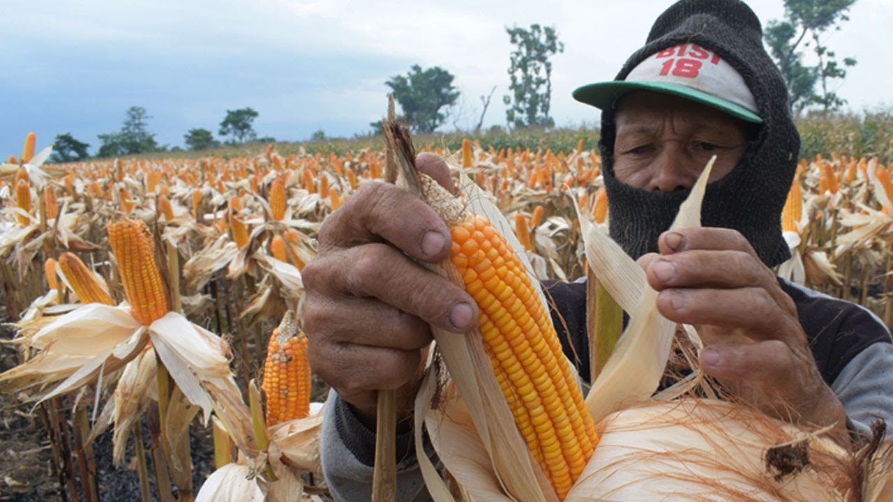 Putar video Cara Budidaya jagung bisi 2 dari Benih Hingga Panen - usaha modal kecil menjanjikan sekarang Cara Budidaya jagung bisi 2 dari Benih Hingga Panen - usaha modal kecil menjanjikan