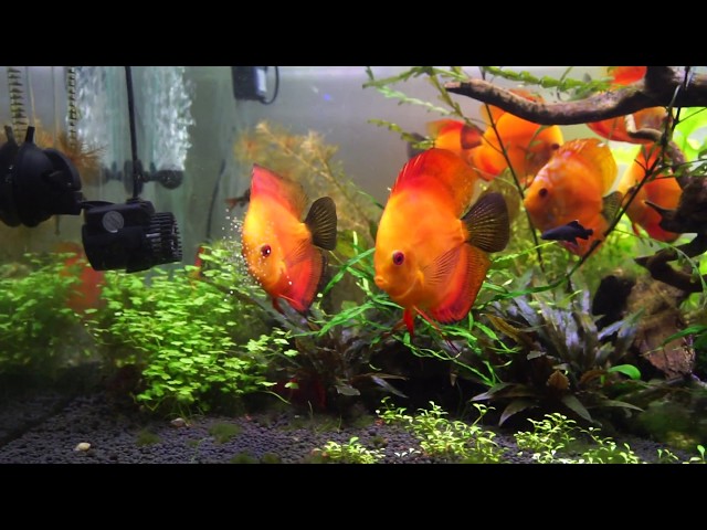 Planted Discus Tank 300L